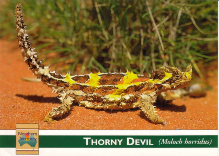 Postcard cover - Thorny Devil