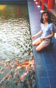 Feed The Koi