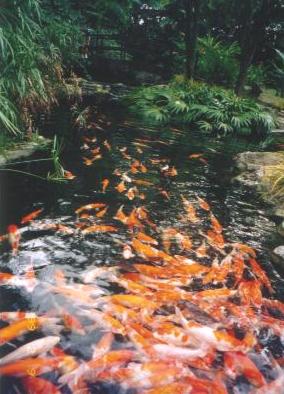 Koi at the Waterfall Aviary