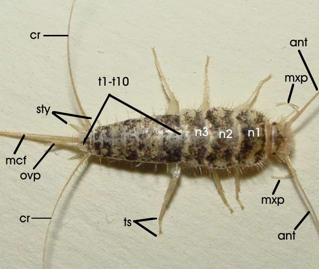 firebrat.jpg (35578 bytes)
