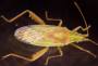 a_1z0bug3.jpg (1842 bytes)