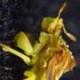 a_1z4buggrn.jpg (2396 bytes)