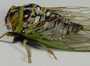 a_1z4cicada1.jpg (1699 bytes)