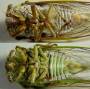 a_1z4cicadasMF.jpg (2848 bytes)