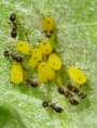 a_1z5aphid3.jpg (2647 bytes)
