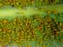 a_1z5aphid4.jpg (1883 bytes)