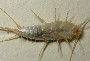 s_1_1_silverfish01b.jpg (2743 bytes)