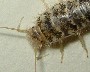 s_1_1_silverfish01z.jpg (3332 bytes)