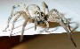 s_1_1_spider02f.jpg (3008 bytes)