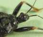 s_1z9assassinBugZ.jpg (1742 bytes)