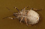 s_u3_stinkbug_b.jpg (2028 bytes)