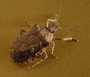 s_u3_stinkbug_t.jpg (2263 bytes)