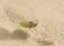 s_u4_WingAphid.jpg (1222 bytes)