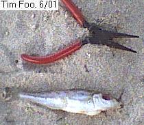 Whiting blinded/killed by other small fishes when it was snared by the hook.