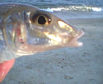 Close up side view of mouth and eyes.  Silver Whiting.