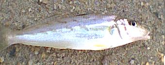Same Silver Whiting side view, close up