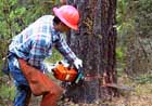 Me felling a Ponderosa Pine.
