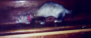 Picture of Buttercup the ferret