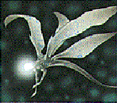 Blinking Spirit