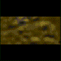 New_World.gif (3692 bytes)
