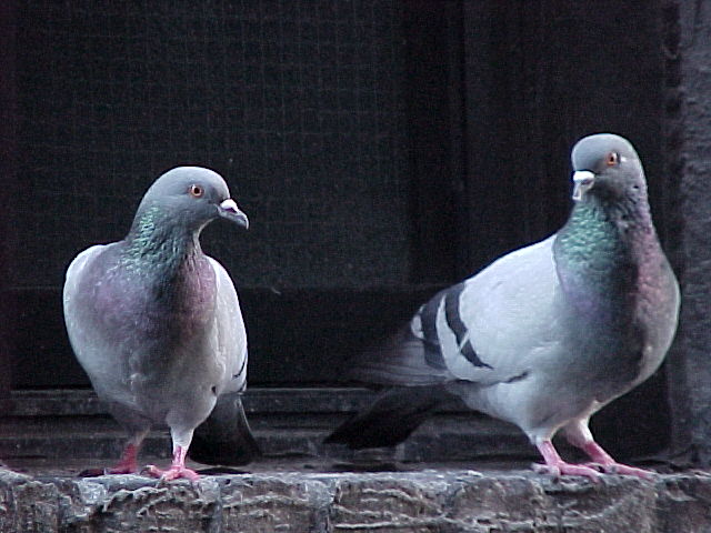 a-pigeons.jpg 60.0K