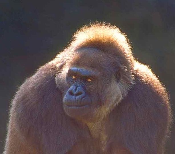 Picture &copy; Steve Bostwick (see www.wallart.com)