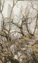The bushes off the path to the Army of Angmar, hidden in the Misty Mountains of Middle Earth