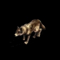 wolf.jpg (4650 bytes)