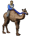 camel rider