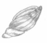 Seashell