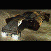 Orca Transport