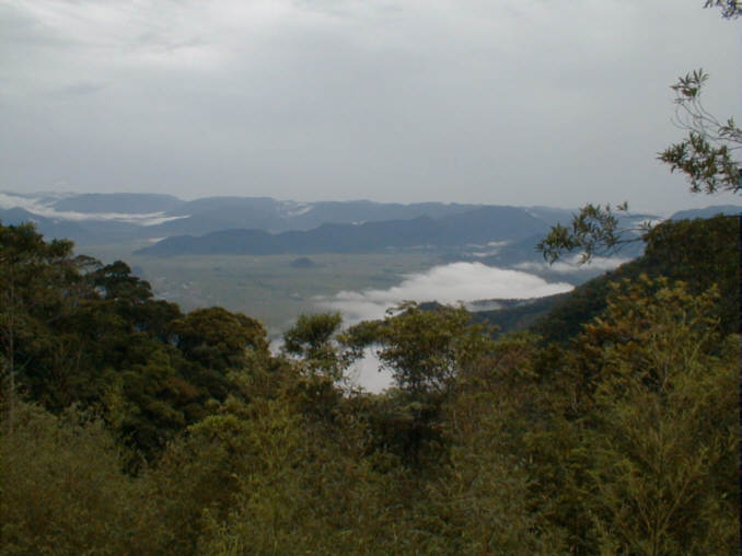 Forest in Brazil