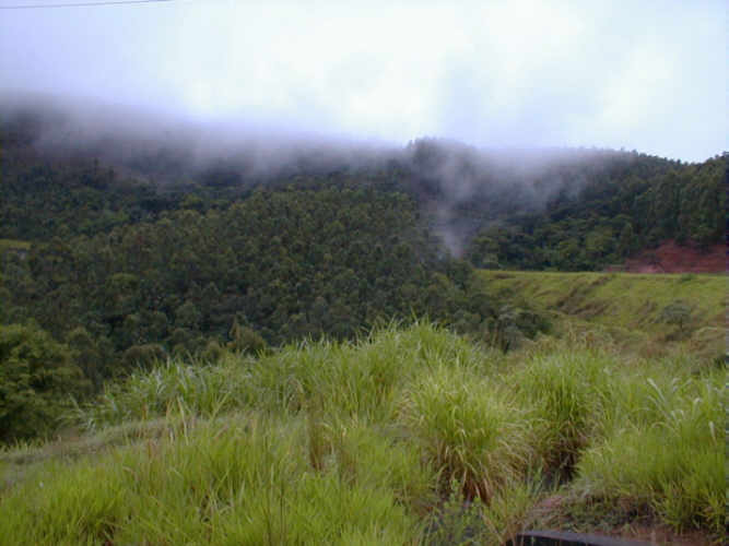 Forest in Brazil