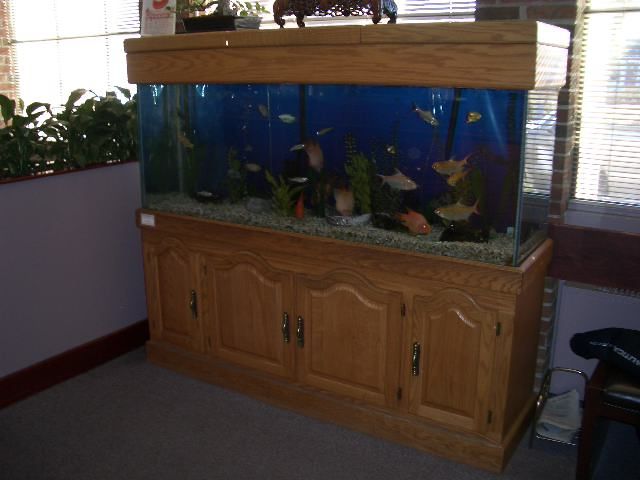 Fish Tank