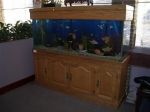 Fish Tank
