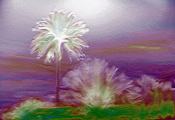 Palm
