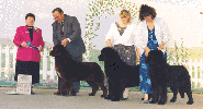 dog05 - Bosco, Jax, Buddie small.gif (13463 bytes)