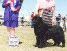 dog - Isis02 small.gif (11709 bytes)