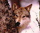 I Love wolves! I call this one Dakota.