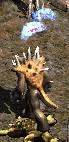 Criple your foes by decreasing physical resistance, damage and movement speed