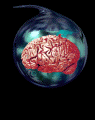 anatomy4.gif - 64704 Bytes