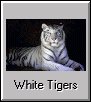 /user/WHITETB.jpg