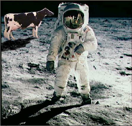 /user/buzz-cow.jpg