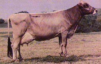 /user/cow2.jpg