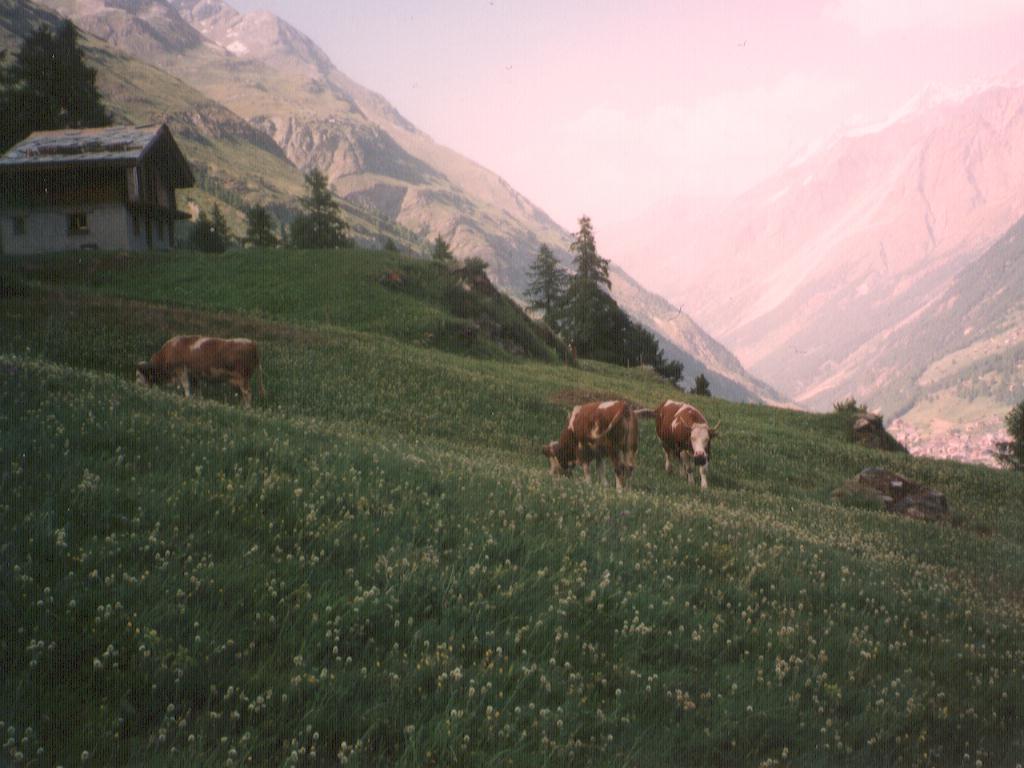 /user/cows.jpg