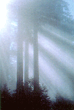 redwood.gif (23233 bytes)