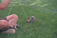 Fishing for Squirrels