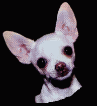 /user/tyke01.gif
