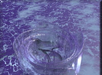 Whirlpool