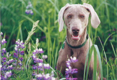 Jaeger, Joshua's Weimaraner